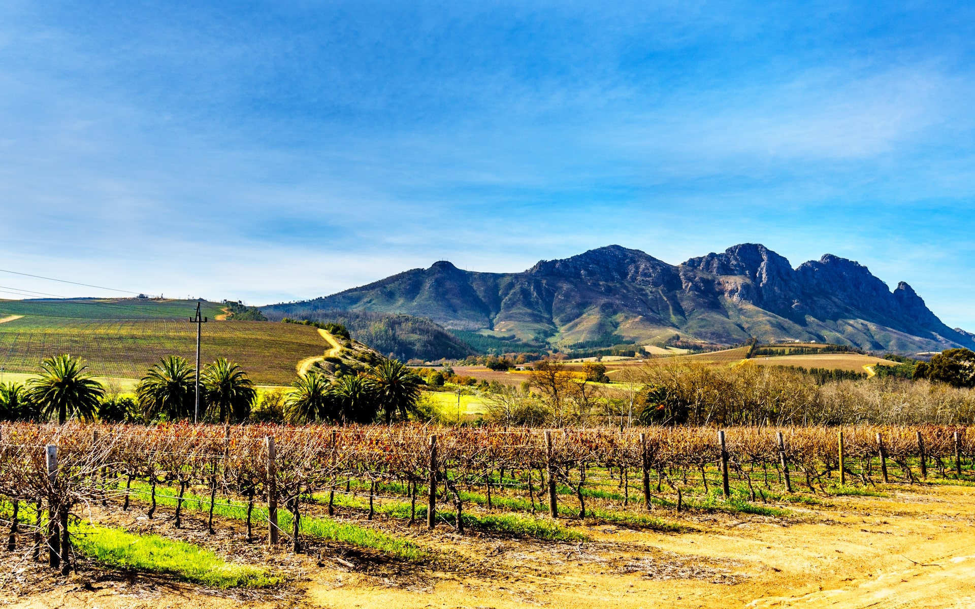 Winelands in Cape Town South Africa