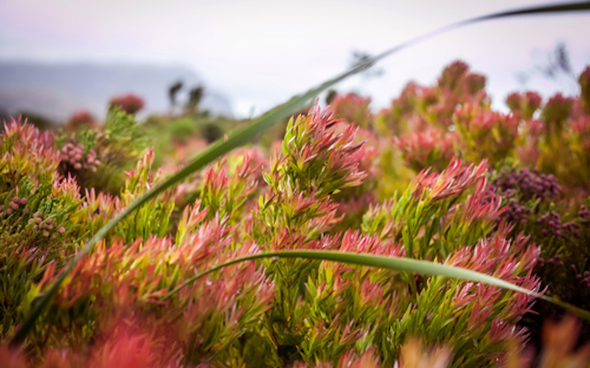 Fynbos in Western Cape South Africa